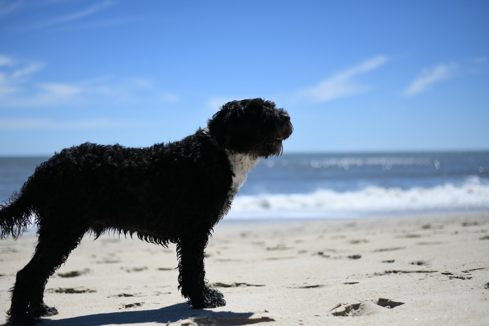 Blue standing on the sand in profile, looking out at the ocean