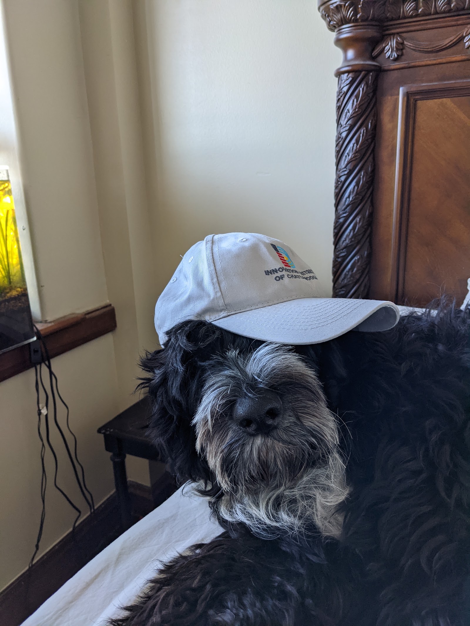 Blue lying on a bed wearing a beige baseball cap