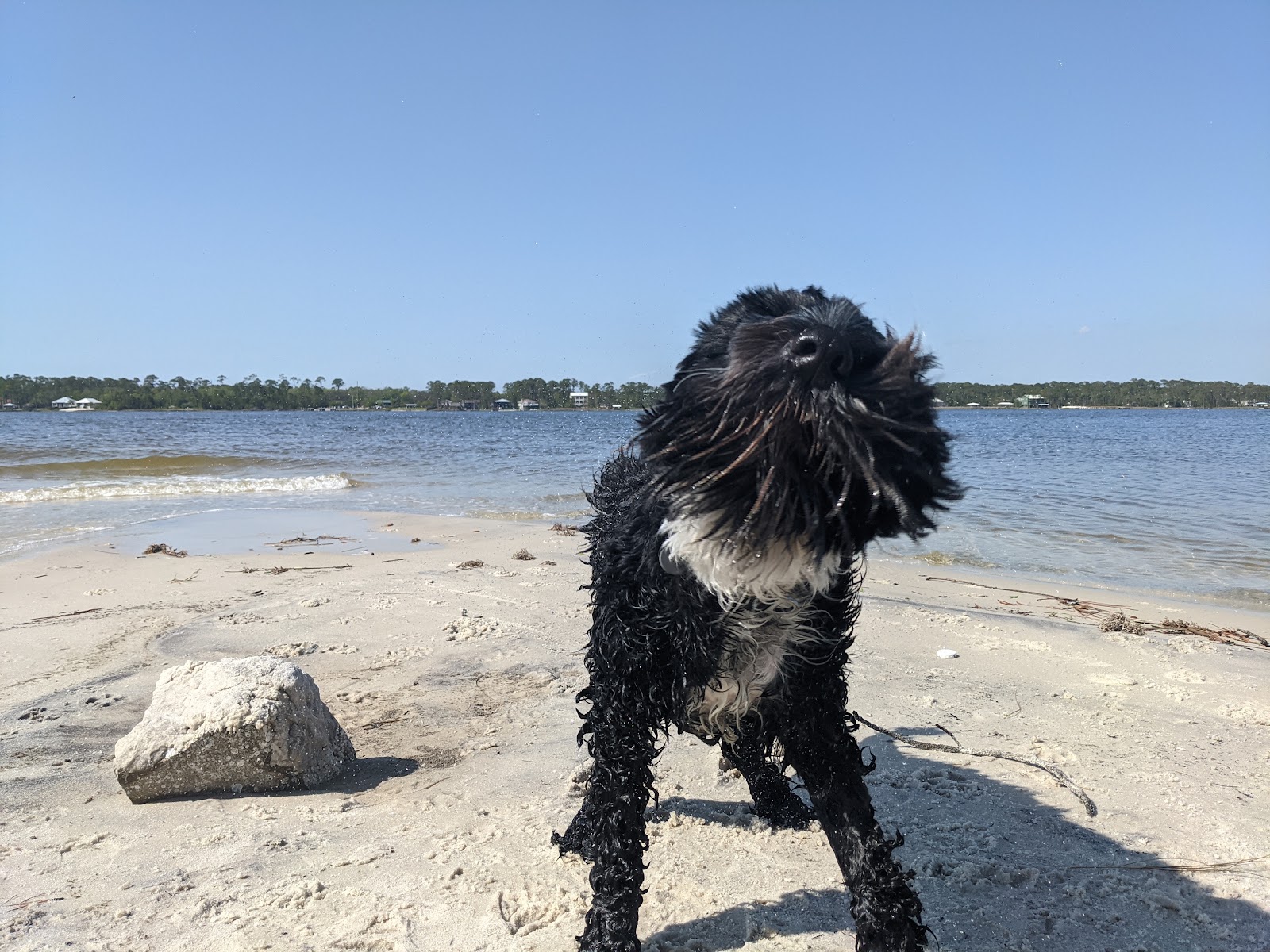 Blue shaking the water out of his coat at the edge of the shore