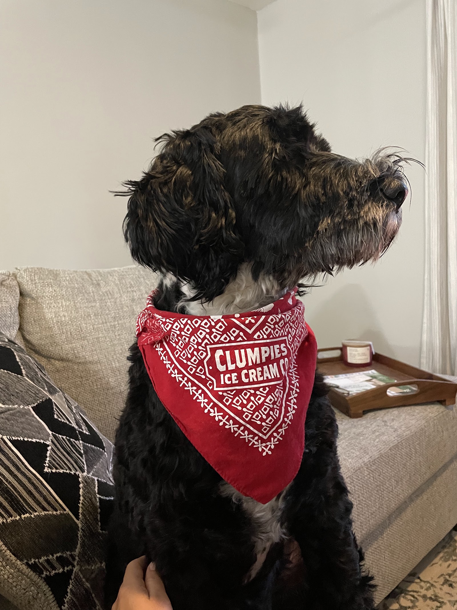 Blue sitting up on the couch in a red bandana