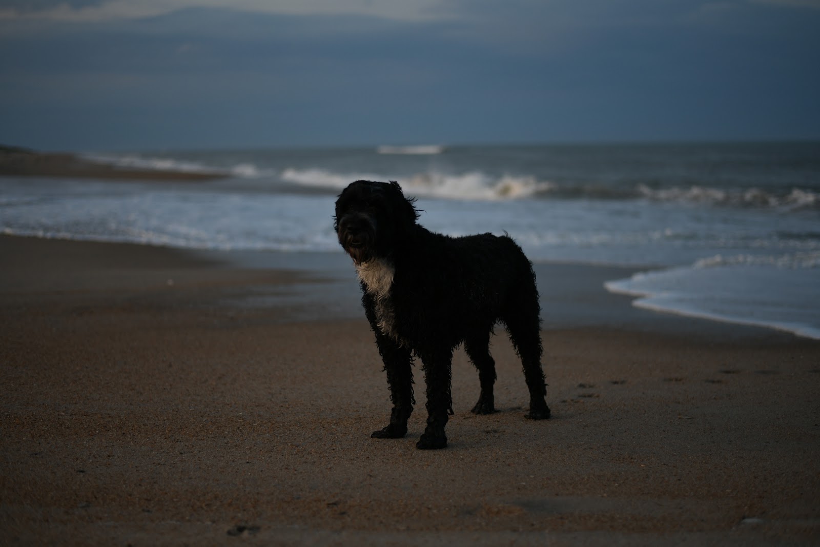 Blue standing on the beach at dusk with the surf behind him
