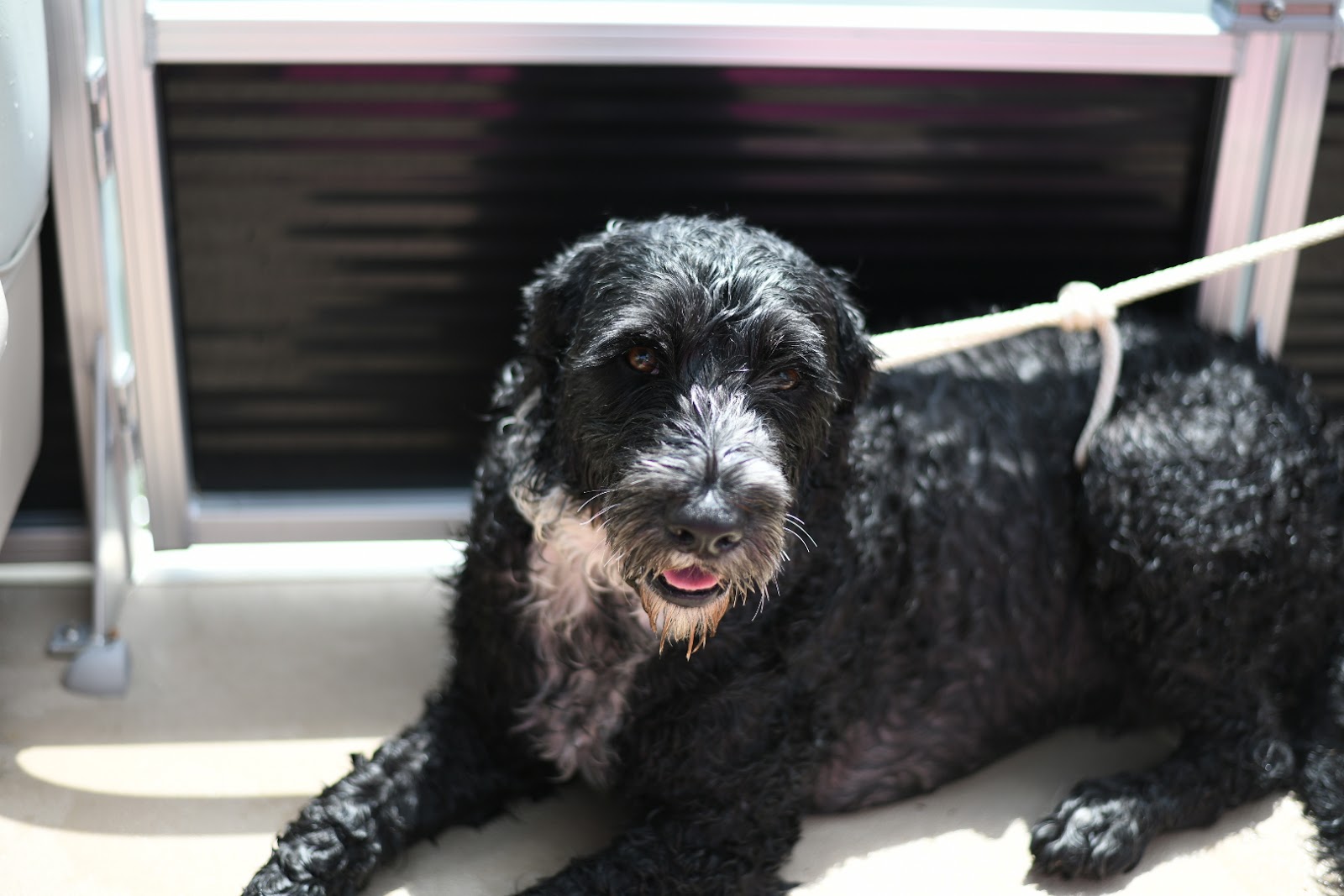 Blue lying in the sun on a deck, still wet, a rope beside him